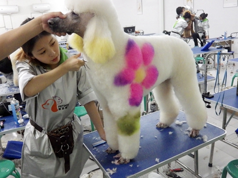 C级宠物美容师的培训课程那个学校安排的好